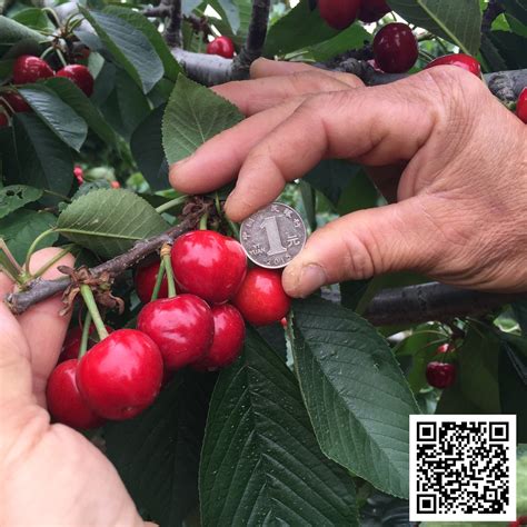 栽种樱桃和车厘子的区别-种植技术-中国花木网
