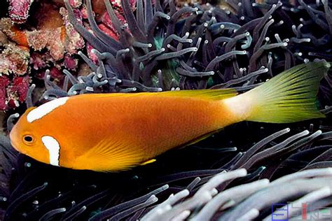小丑鱼的资料有哪些（带你认识小丑鱼，听说它能变性？） | 说明书网