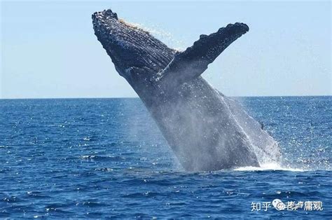 区块链研究|（三十四）巨鲸出海，一跃激起千层浪 - 知乎