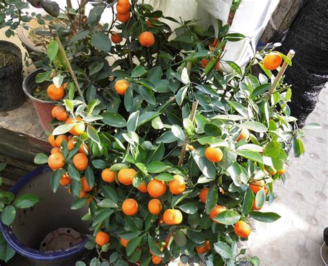 一颗柑橘的生长轮回，一棵橘树的生命周期