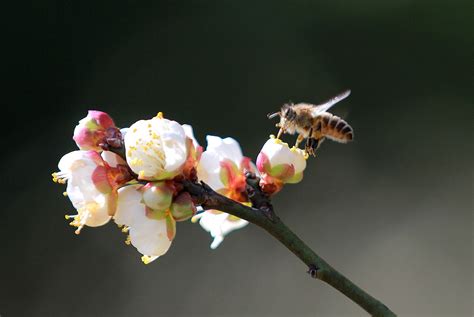蜜蜂在梅花上高清图片下载-正版图片320112177-摄图网