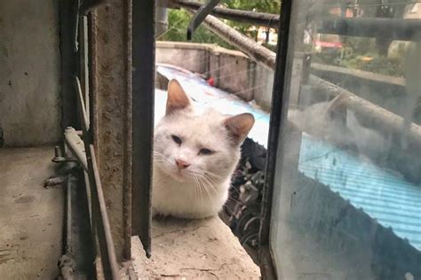 5000多只流浪猫被送至绝育，上海民间TNR护猫模式的成绩与争议 - 周到上海