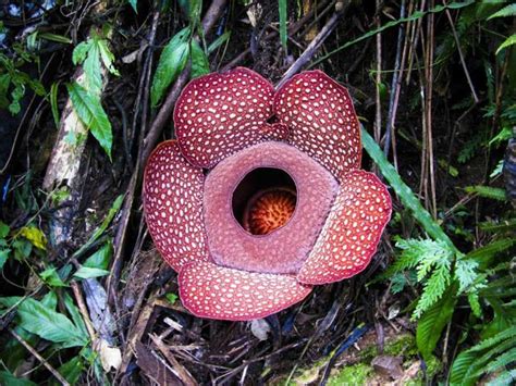 世界上最毒的花排名，世界十大最毒的花是什么花-锡山区绿植鲜花花瓶批发(花艺)-煤炭资讯