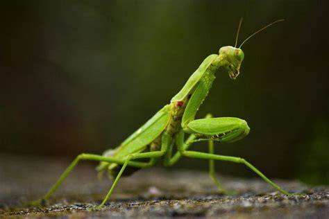 绿色植物上的螳螂图片素材_免费下载_jpg图片格式_高清图片237364_摄图网