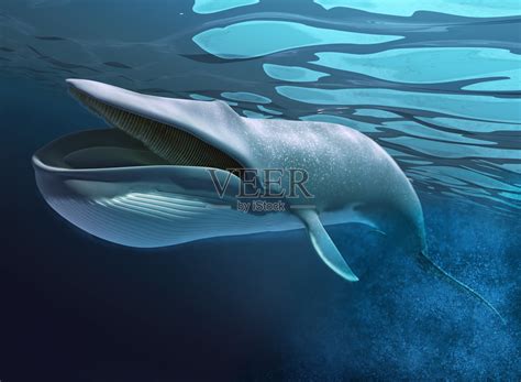 在水中游泳的鲸鱼。照片摄影图片_ID:137554616-Veer图库