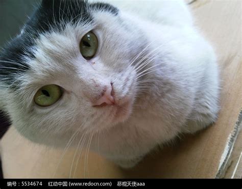 家猫特写黑白猫高清图片下载_红动中国