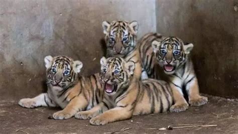 上海市民为动物园“小虎队”取名结果揭晓！一只叫“安比”，一只叫“云雀”……_南南