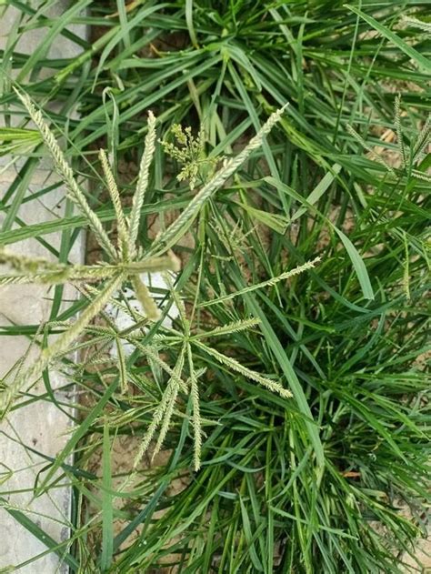 狼尾花学名:虎尾草属禾本科年生草本植图片