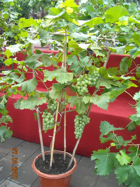 葡萄种植不能忽视那些细节-【绿康有机肥官网】