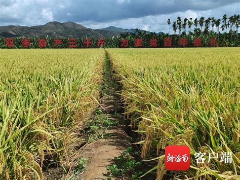 第三代杂交水稻平均亩产突破1000公斤，将成未来育种技术发展方向|界面新闻 · 中国
