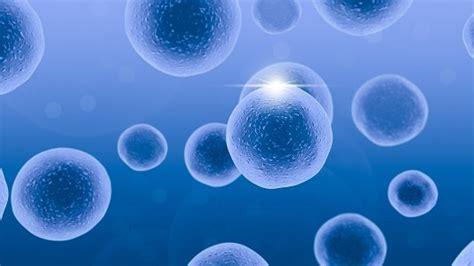 最新研究！新型干细胞可让科学家们在培养皿中制造器官--中国数字科技馆