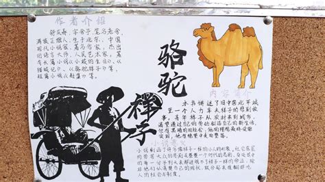 初一年级开展《骆驼祥子》手抄报展示活动-西安交通大学附属中学雁塔校区