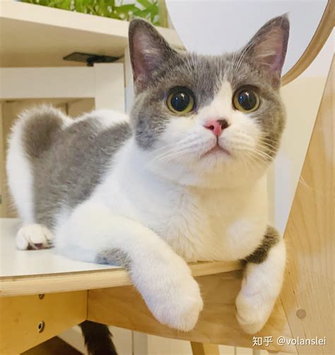 我们家的英短蓝猫两个月大的Shery.聪明伶俐图片