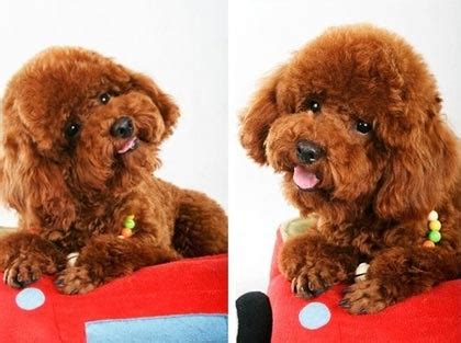 可爱的泰迪犬高清图片下载-正版图片500669014-摄图网