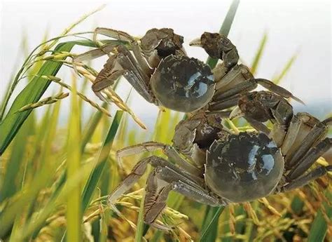 溪蟹可以深水养吗,深水养的淡水蟹,浅水_大山谷图库