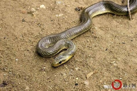 秦岭里的蛇类分布，其中蝮蛇最毒，乌梢蛇最长，双斑锦蛇最温顺_地貌