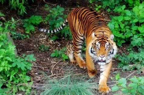 中国最大的老虎是谁(世界上最大的老虎，它是当之无愧的第一) | 人物集