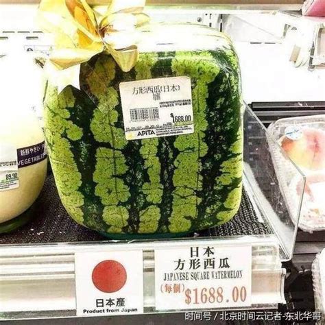 日本方形西瓜一个售价近千元人民币 日本方形西瓜好吃吗？_国际新闻_海峡网
