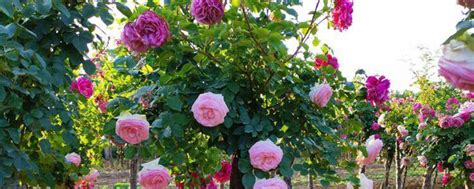 月季嫁接蔷薇花，不生病不招虫，一株能开60朵花，花期能开4个月