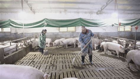 亚洲兽医在猪养殖场动物和猪养殖业工作并检查婴儿猪的情况农民年轻在职高清图片下载-正版图片307864361-摄图网