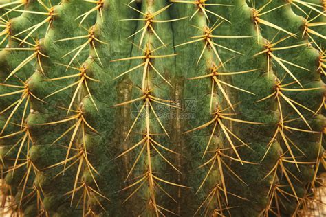 刺仙人掌植物的大戟属Milii冠在阳光下高清图片下载-正版图片506724854-摄图网