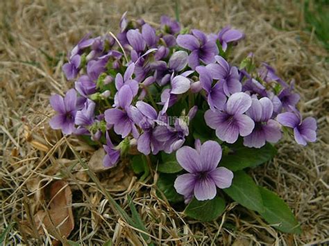 紫花地丁适合在哪里播种?紫花地丁种子去哪买-花事百科-江苏长景园林