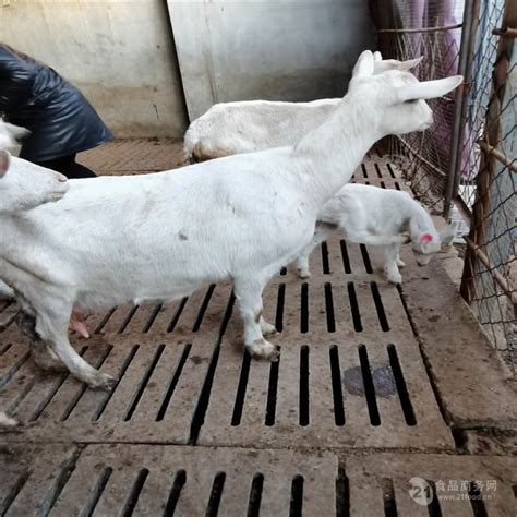 黑龙江奶山羊养殖基地 养殖奶羊崽一对活苗 萨能奶山羊-食品商务网