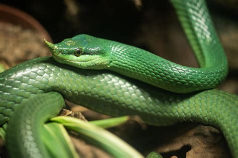 生肖属蛇的年龄表格 属蛇年龄对应岁数多大 - 万年历