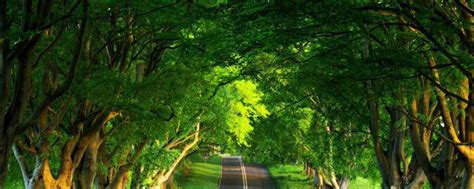 绿树成荫的年轻灰色森林景观自然系列高清图片下载-正版图片507240795-摄图网