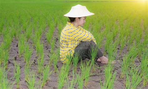 农妇坐在稻田里看着稻草高清图片下载-正版图片506144584-摄图网