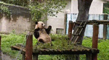 “莽仔”第三胎满月！重庆动物园已有22只大熊猫，花名册来了→ - 重庆日报网