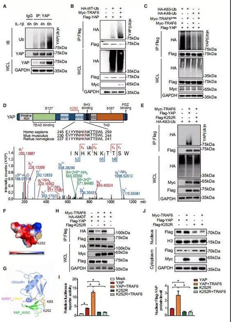 由cancer cell（IF：31.7） 一文看免疫沉淀（IP）在蛋白修饰研究中的具体应用 - 上海翎因生物科技有限公司
