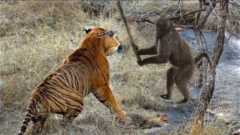 老虎捕猎猴子，怎料猴子“见机行事”，直接将老虎弄成“残废”！_腾讯视频