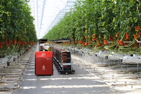 “十三五”我国番茄产业研究现状及“十四五”展望|番茄|育种|性状_新浪新闻