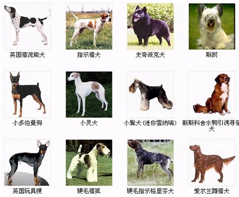 狗狗品种大全及图片（认识狗狗的种类）_可可情感网