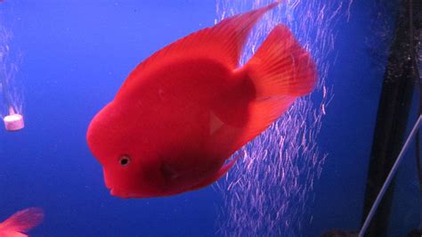 这些红红的观赏鱼大家都养过吗，红色观赏鱼大比拼！(红红的观赏鱼是什么鱼)