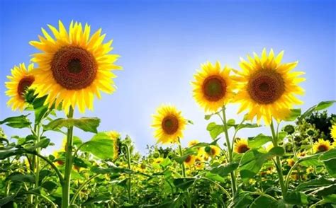 向日葵介绍、向日葵养护注意事项及花语-中国鲜花礼品网