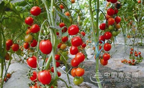 番茄的种植方法-中国木业网