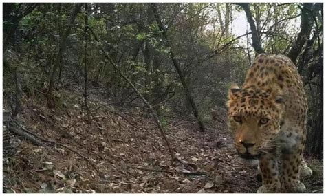 东北虎豹国家公园正式设立 试点期间野生东北虎、豹数量已增长到50只和60只-中国彩虹网
