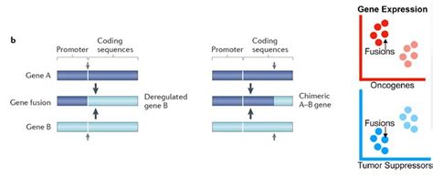 一招搞懂基因融合（gene fusion）的定义、产生机制及鉴定方法 - 知乎