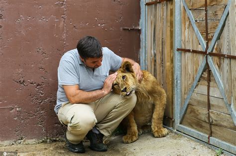 土耳其饲养员与动物和谐相处 对狮子“摸头杀”
