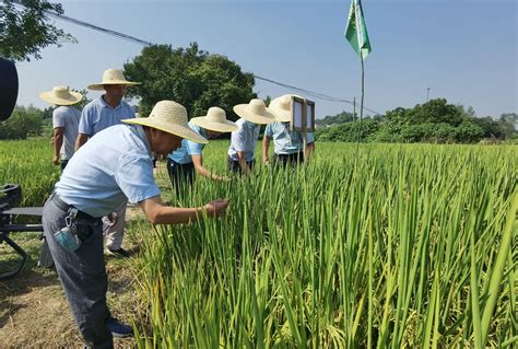 喜报：热烈祝贺公司自主选育的四个水稻新品种通过国家审定 - 江苏中江种业股份有限公司