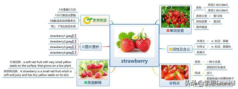 strawberry草莓的英文怎么写 | 说明书网