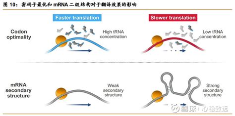 RNA结合蛋白免疫沉淀技术 RIP-技术专题(停用)-广州赛诚生物科技有限公司-服务于您的核心利益！