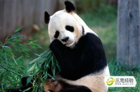 熊猫基地|摄影|动物|Z43456176 - 原创作品 - 站酷 (ZCOOL)