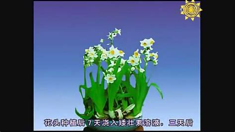 水仙花的养殖方法-百度经验