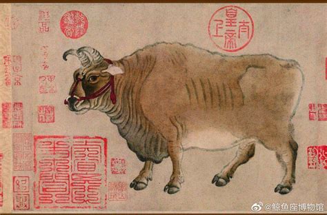 中国五大良种黄牛品种 晋南牛上榜,第一是中国的瑰宝_排行榜123网