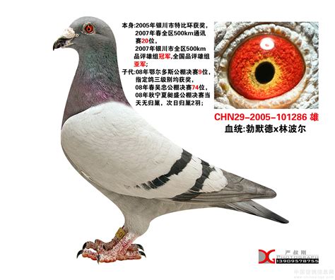 飞翔-中国信鸽信息网相册