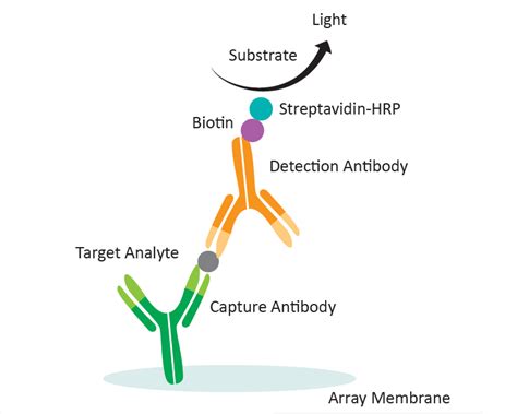 蛋白生物标志物的筛选-研究-转化医学网-转化医学核心门户