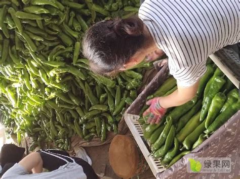 河南洛阳：“订单式”蔬菜助农增收-中华网河南